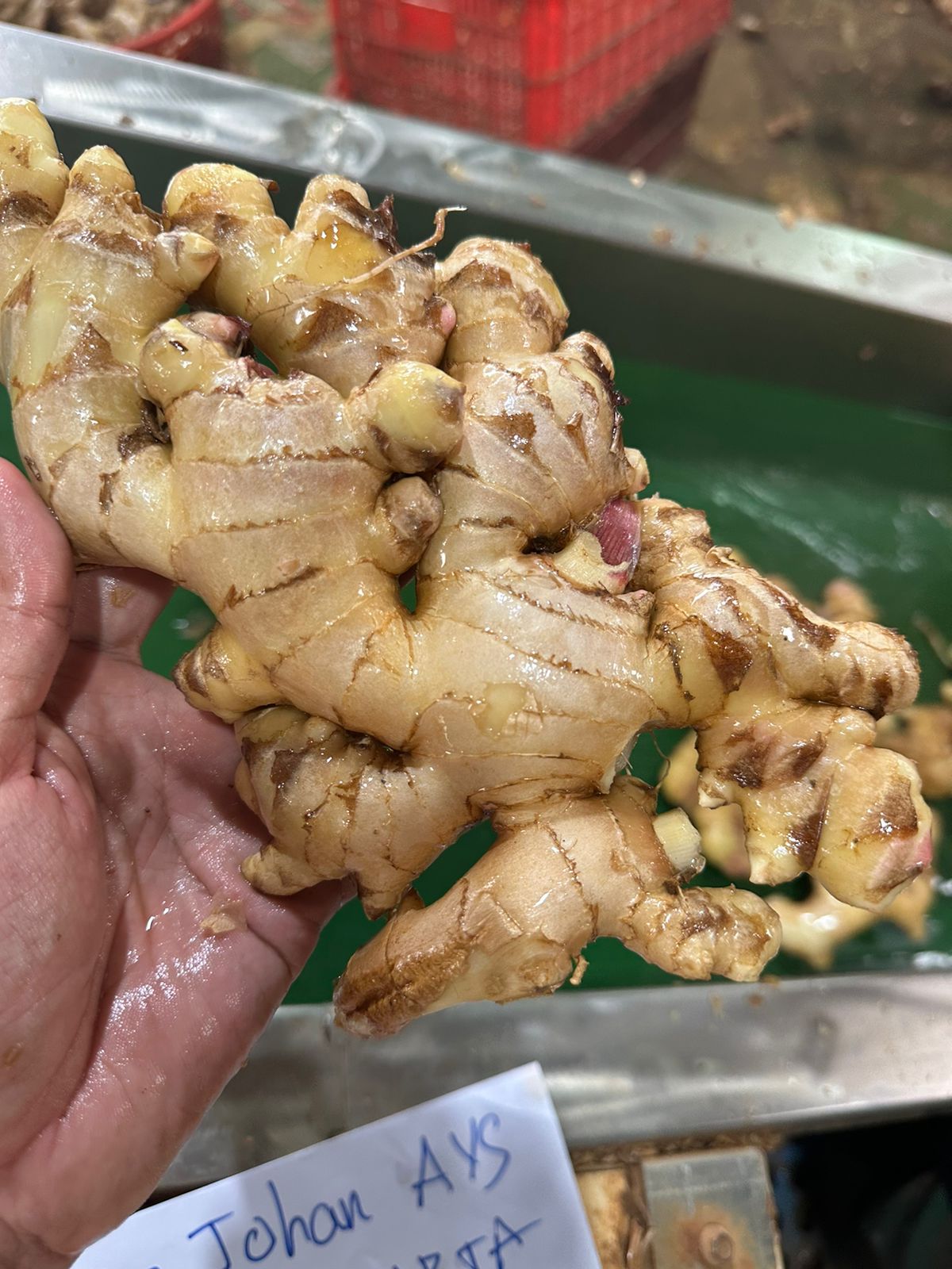 ginger