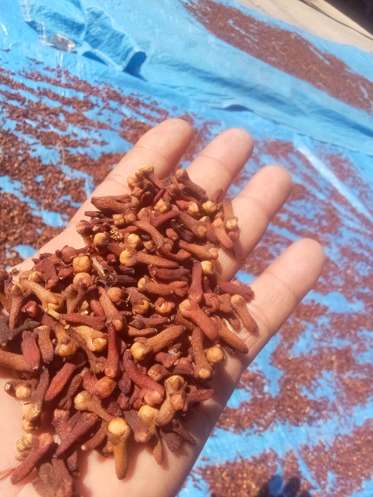 spices