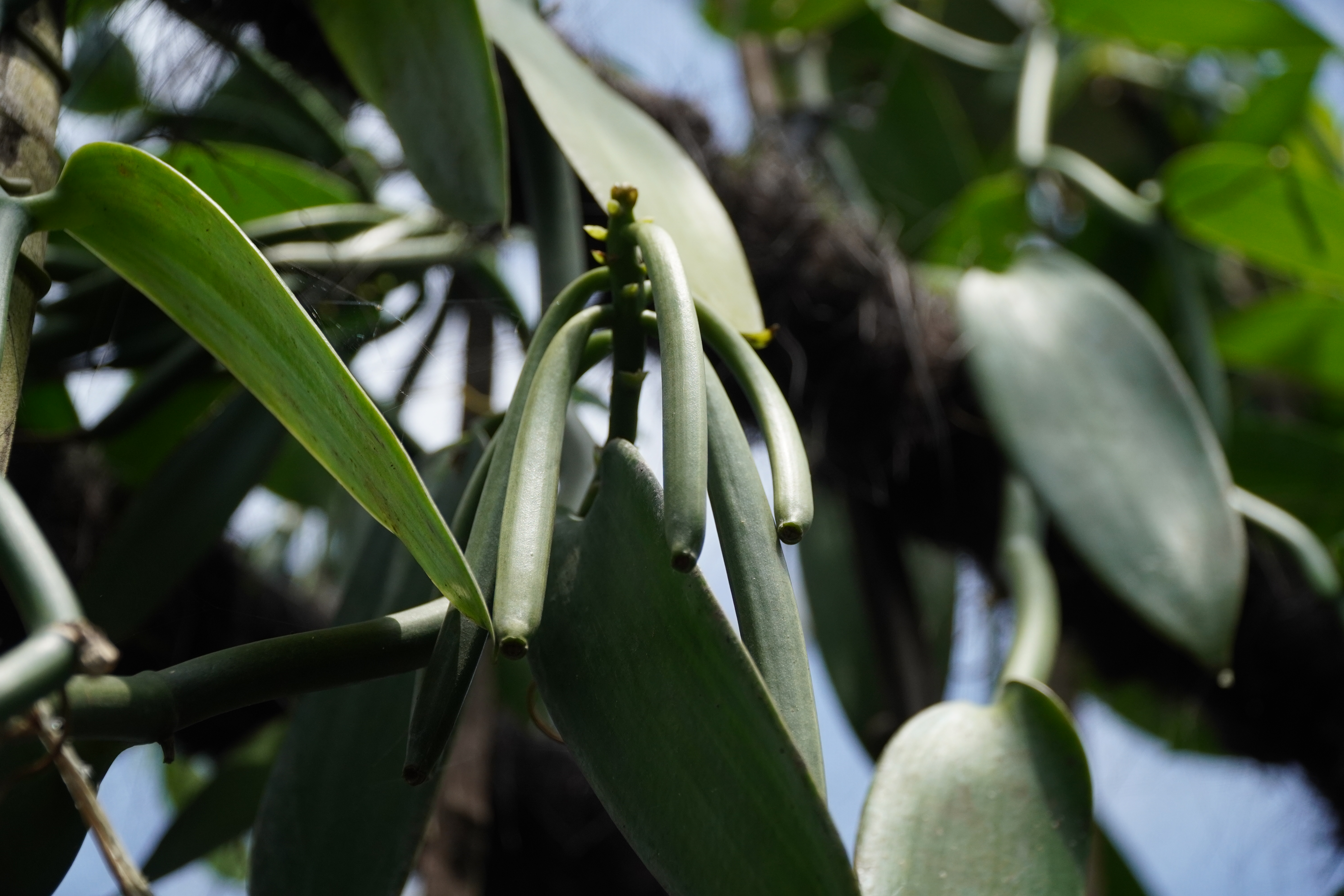 vanilla green