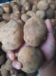 potato